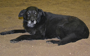 Jack the Volunteer Dog