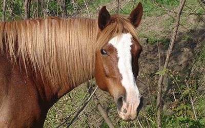 Jewels - Missouri Fox Trotter
